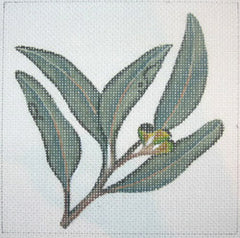 378 2A Eucalyptus 18M
